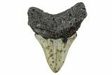 Serrated, Fossil Megalodon Tooth - North Carolina #273996-1